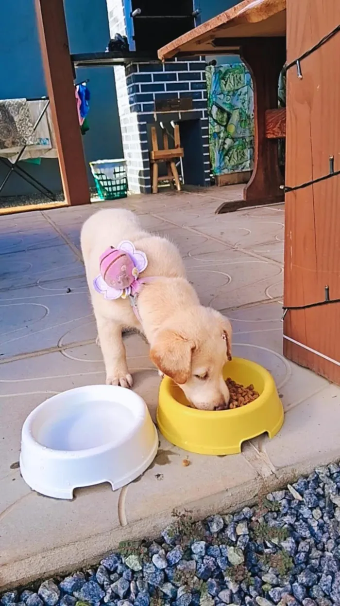 Cachorro raça SRD-ViraLata idade 2 a 6 meses nome Safira