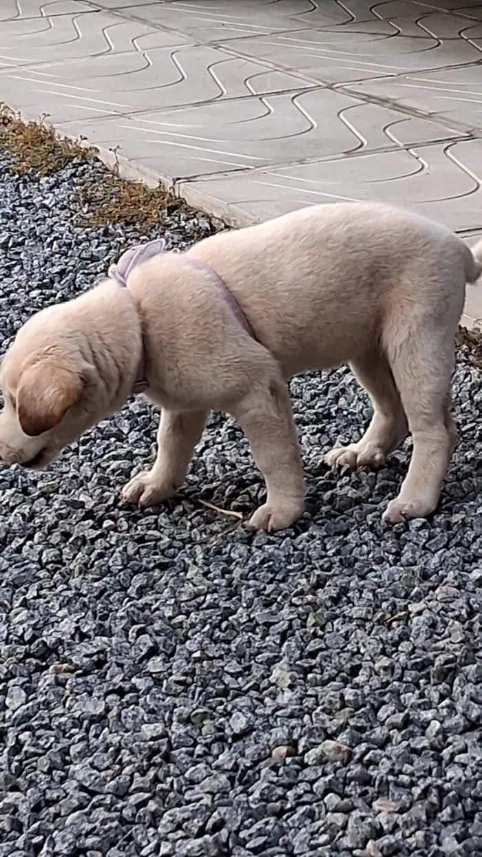 Cachorro raça SRD-ViraLata idade 2 a 6 meses nome Safira