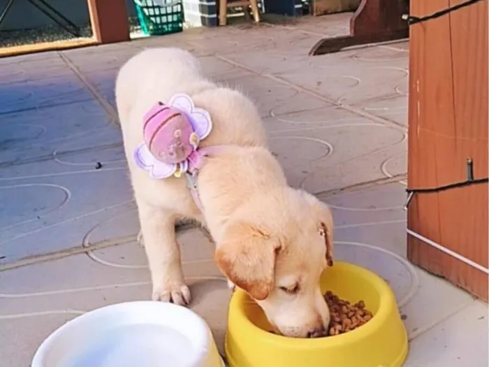 Cachorro raça SRD-ViraLata idade 2 a 6 meses nome Safira