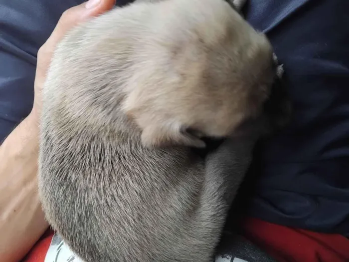 Cachorro raça SRD-ViraLata idade Abaixo de 2 meses nome erivelton