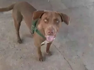 Cachorro raça SRD-ViraLata idade 1 ano nome Thor 