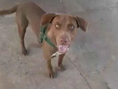 Cachorro raça SRD-ViraLata idade 1 ano nome Thor 
