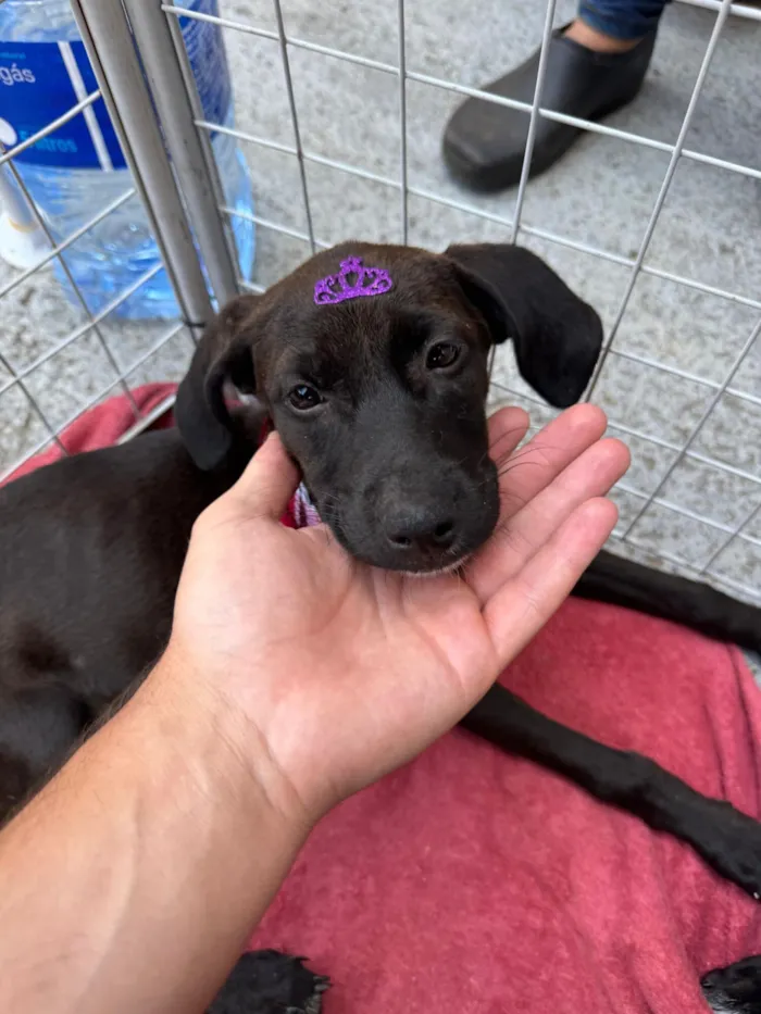 Cachorro raça SRD-ViraLata idade 2 a 6 meses nome Drika