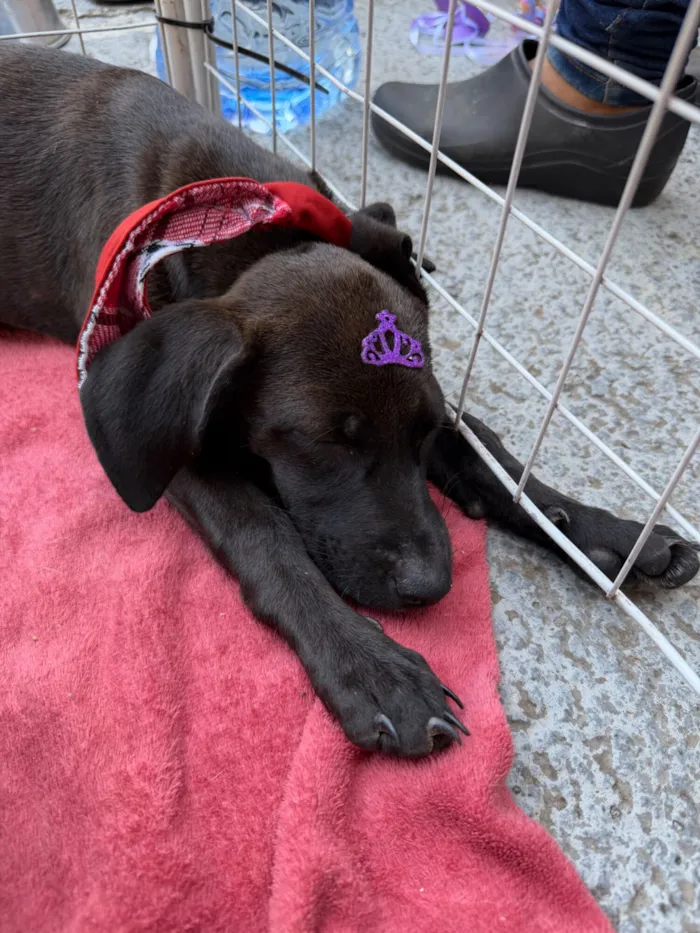 Cachorro raça SRD-ViraLata idade 2 a 6 meses nome Drika