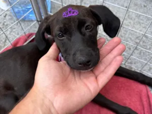 Cachorro raça SRD-ViraLata idade 2 a 6 meses nome Drika