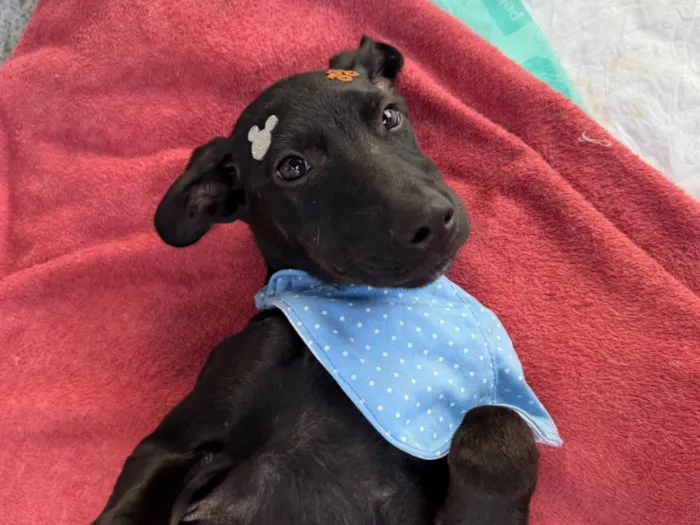 Cachorro raça SRD-ViraLata idade 2 a 6 meses nome Negão 