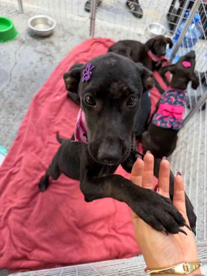 Cachorro raça SRD-ViraLata idade 2 a 6 meses nome Pretinha