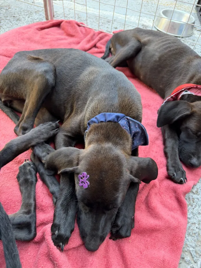 Cachorro raça SRD-ViraLata idade 2 a 6 meses nome Pretinha