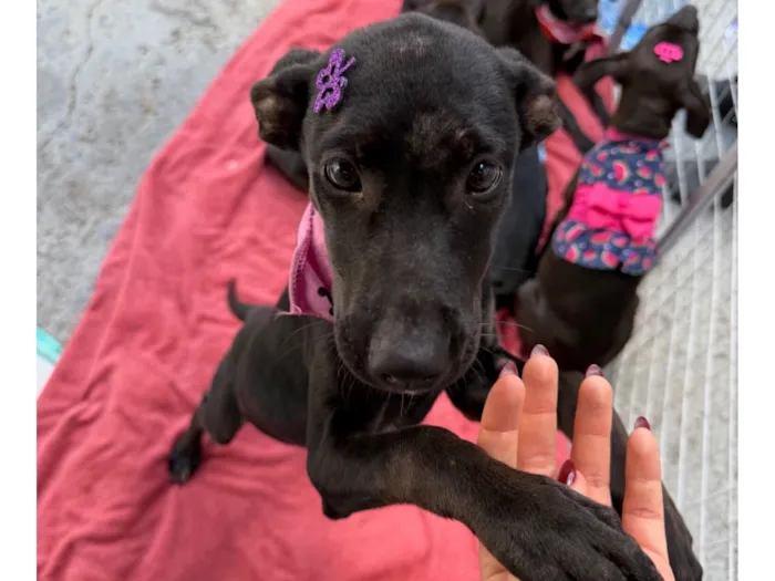 Cachorro raça SRD-ViraLata idade 2 a 6 meses nome Pretinha