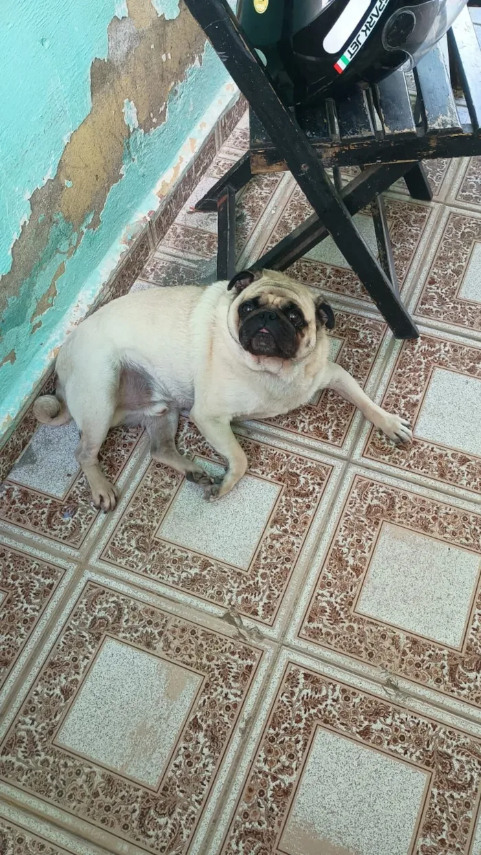 Cachorro raça SRD-ViraLata idade 1 ano nome Scooby 