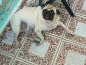 Cachorro raça SRD-ViraLata idade 1 ano nome Scooby 