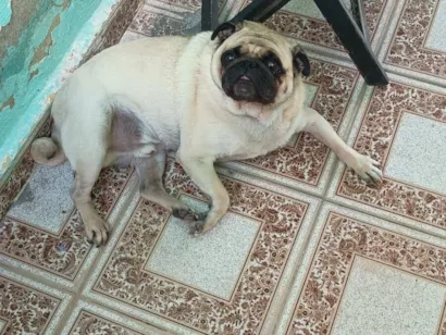 Cachorro raça SRD-ViraLata idade 1 ano nome Scooby 