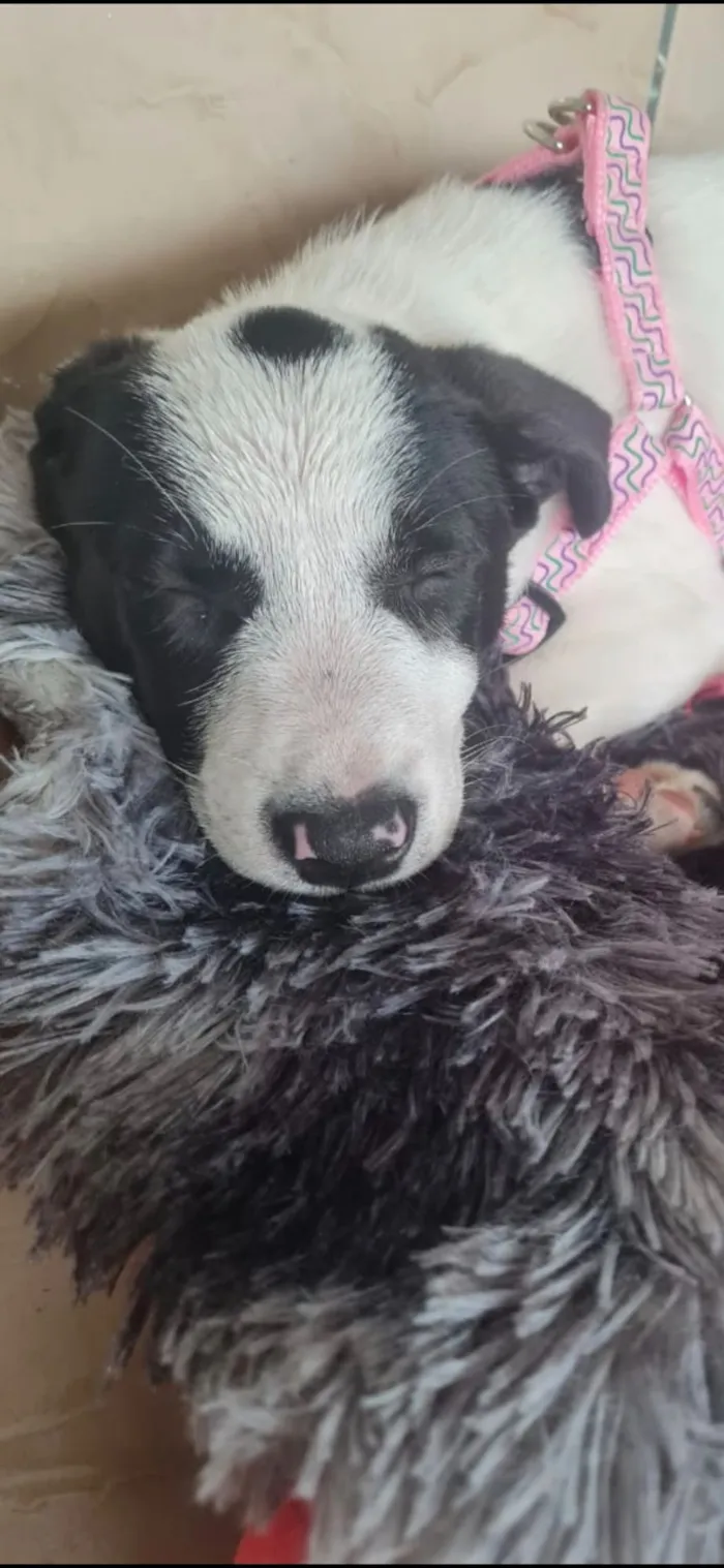 Cachorro raça SRD-ViraLata idade 2 a 6 meses nome Lore