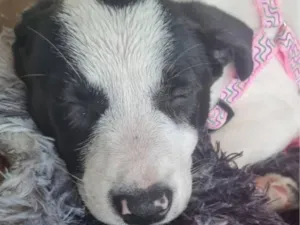 Cachorro raça SRD-ViraLata idade 2 a 6 meses nome Lore