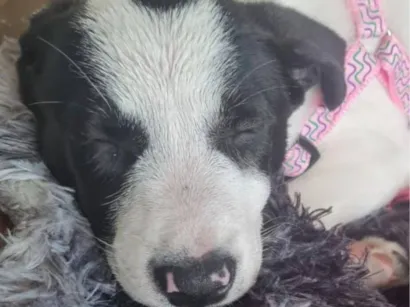 Cachorro raça SRD-ViraLata idade 2 a 6 meses nome Lore