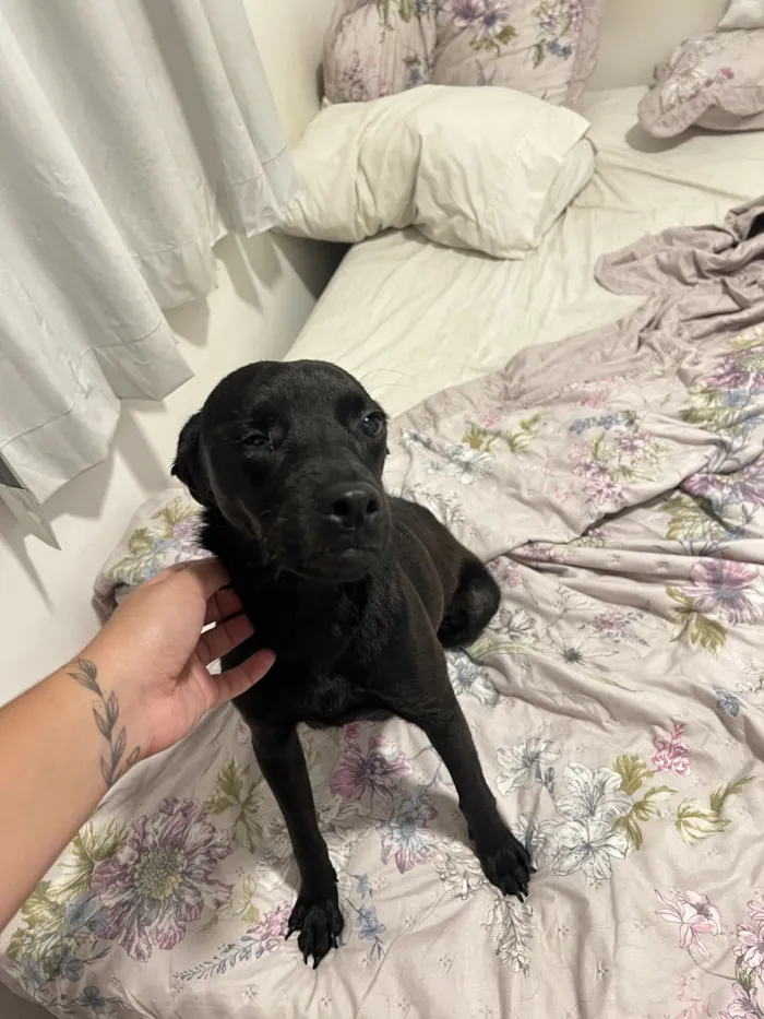 Cachorro raça SRD-ViraLata idade 1 ano nome Luma