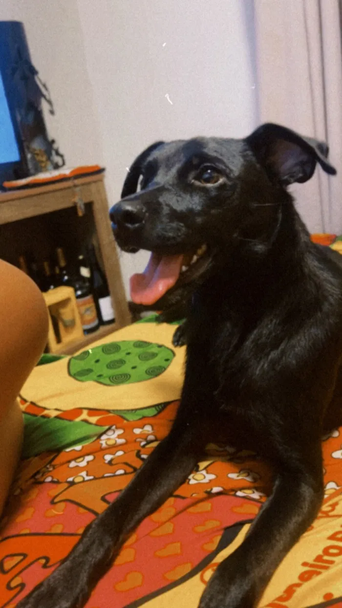 Cachorro raça SRD-ViraLata idade 1 ano nome Luma