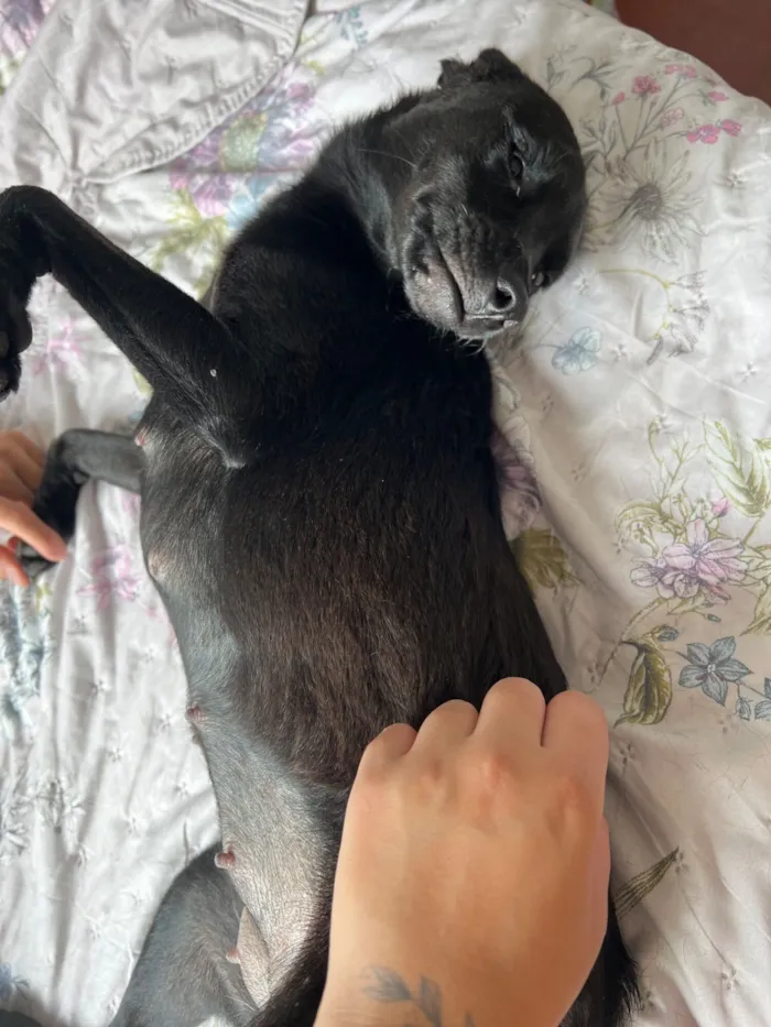 Cachorro raça SRD-ViraLata idade 1 ano nome Luma