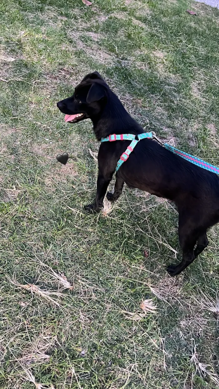 Cachorro raça SRD-ViraLata idade 1 ano nome Luma