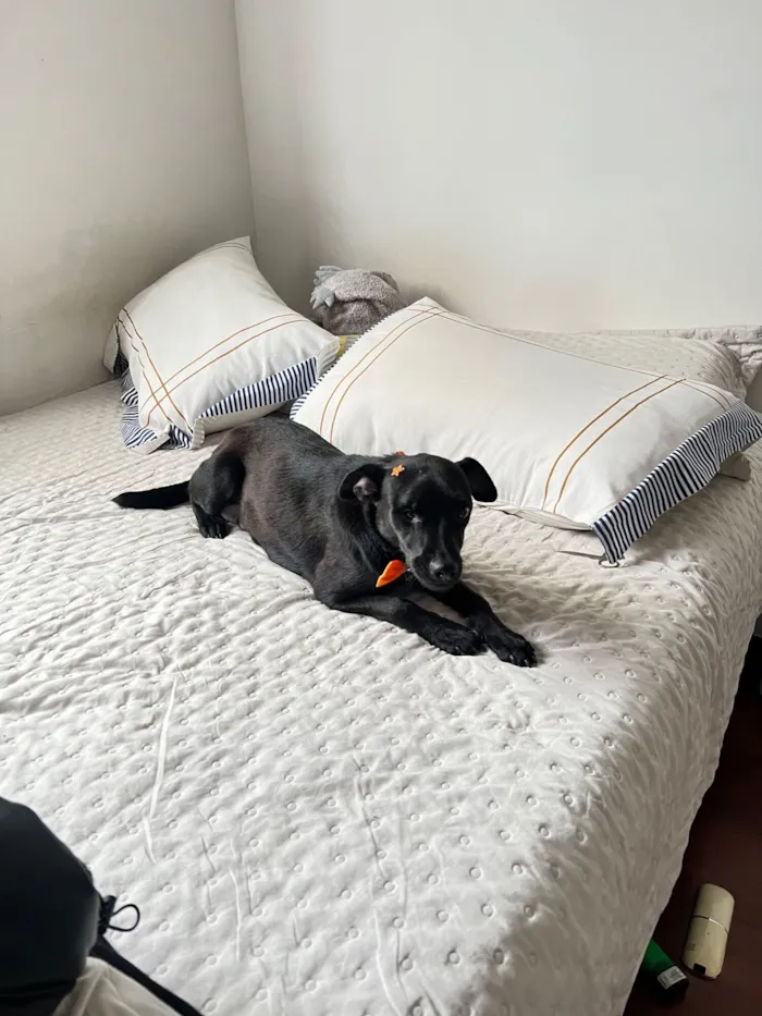 Cachorro raça SRD-ViraLata idade 1 ano nome Luma