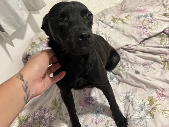 Cachorro raça SRD-ViraLata idade 1 ano nome Luma