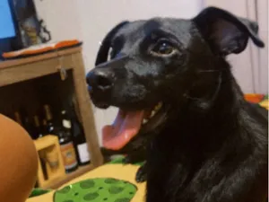 Cachorro raça SRD-ViraLata idade 1 ano nome Luma