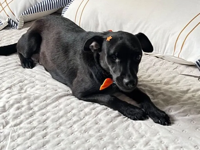 Cachorro raça SRD-ViraLata idade 1 ano nome Luma