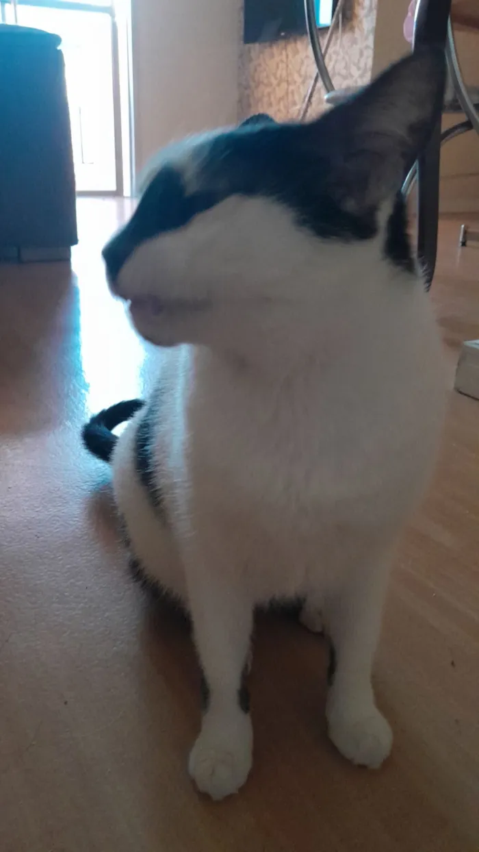 Gato raça SRD-ViraLata idade 3 anos nome Kira