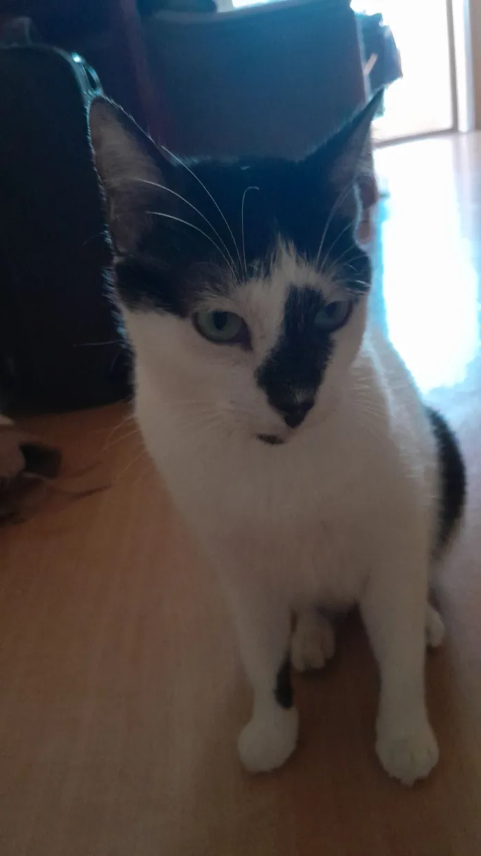 Gato raça SRD-ViraLata idade 3 anos nome Kira