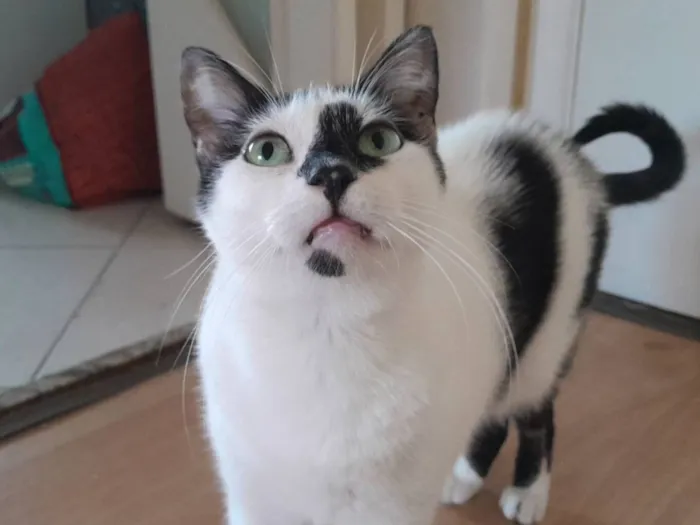 Gato raça SRD-ViraLata idade 3 anos nome Kira