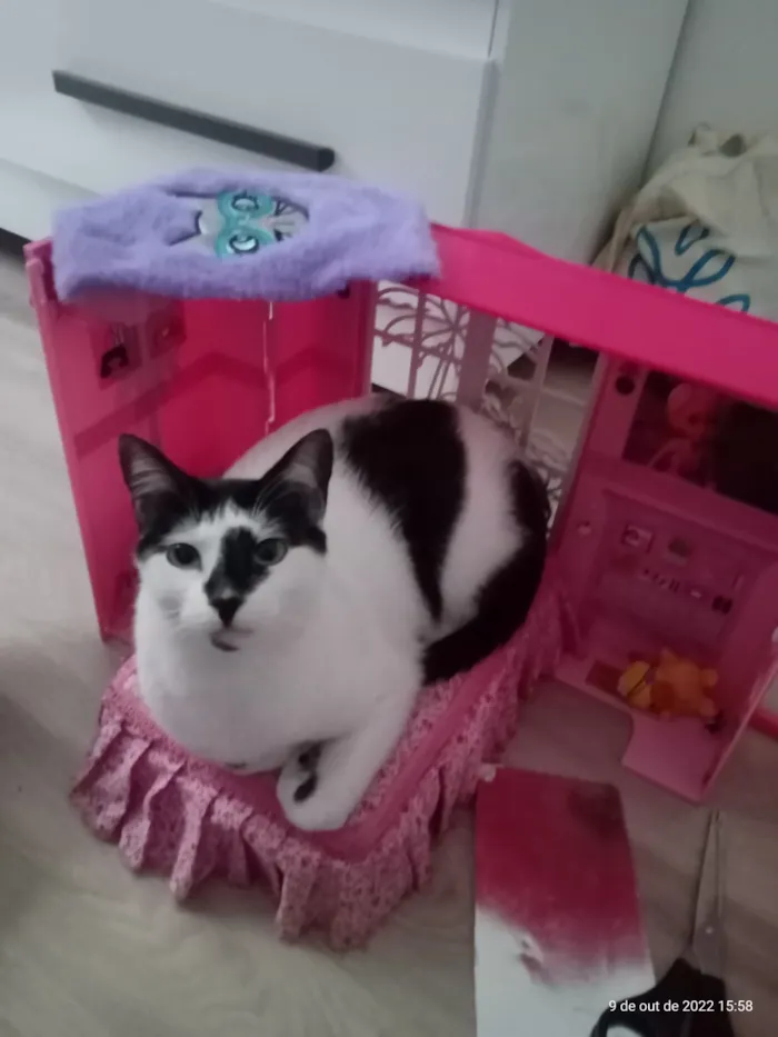 Gato raça SRD-ViraLata idade 3 anos nome Kira