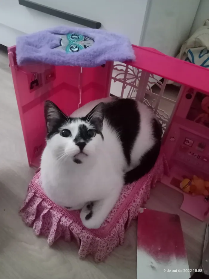 Gato raça SRD-ViraLata idade 3 anos nome Kira