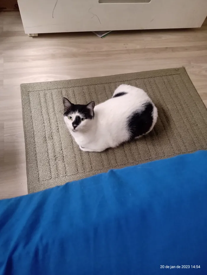 Gato raça SRD-ViraLata idade 3 anos nome Kira