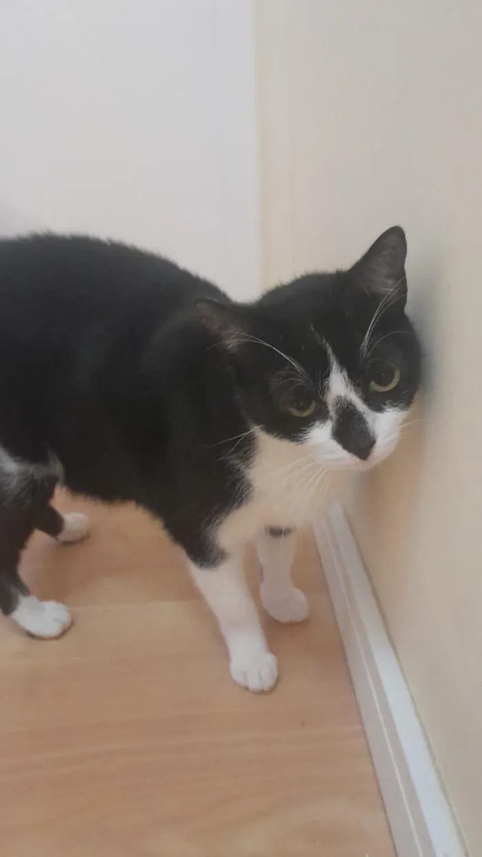 Gato raça SRD-ViraLata idade 3 anos nome Shiro