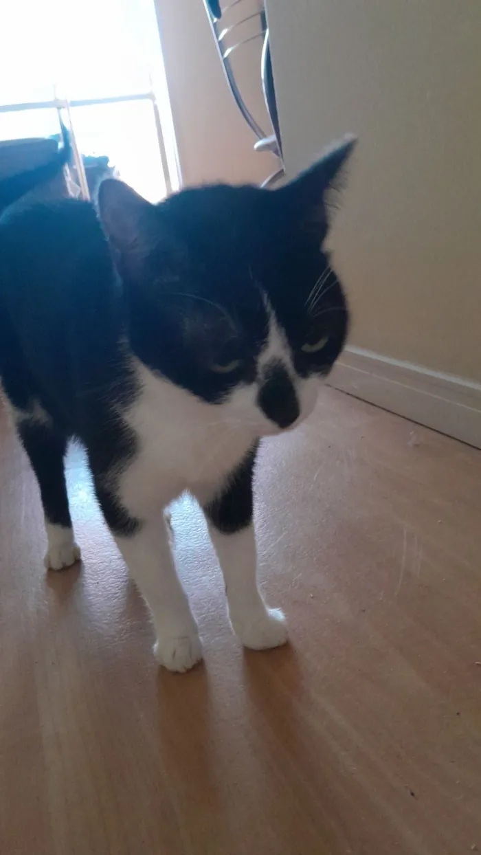 Gato raça SRD-ViraLata idade 3 anos nome Shiro