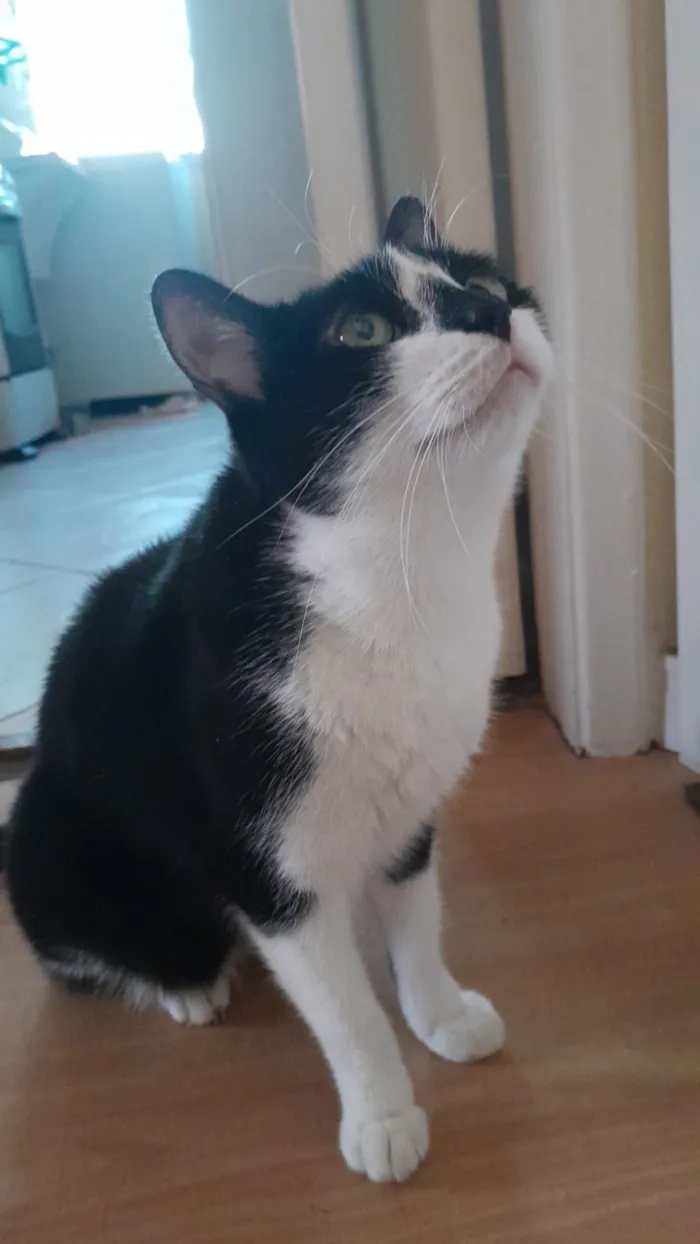 Gato raça SRD-ViraLata idade 3 anos nome Shiro