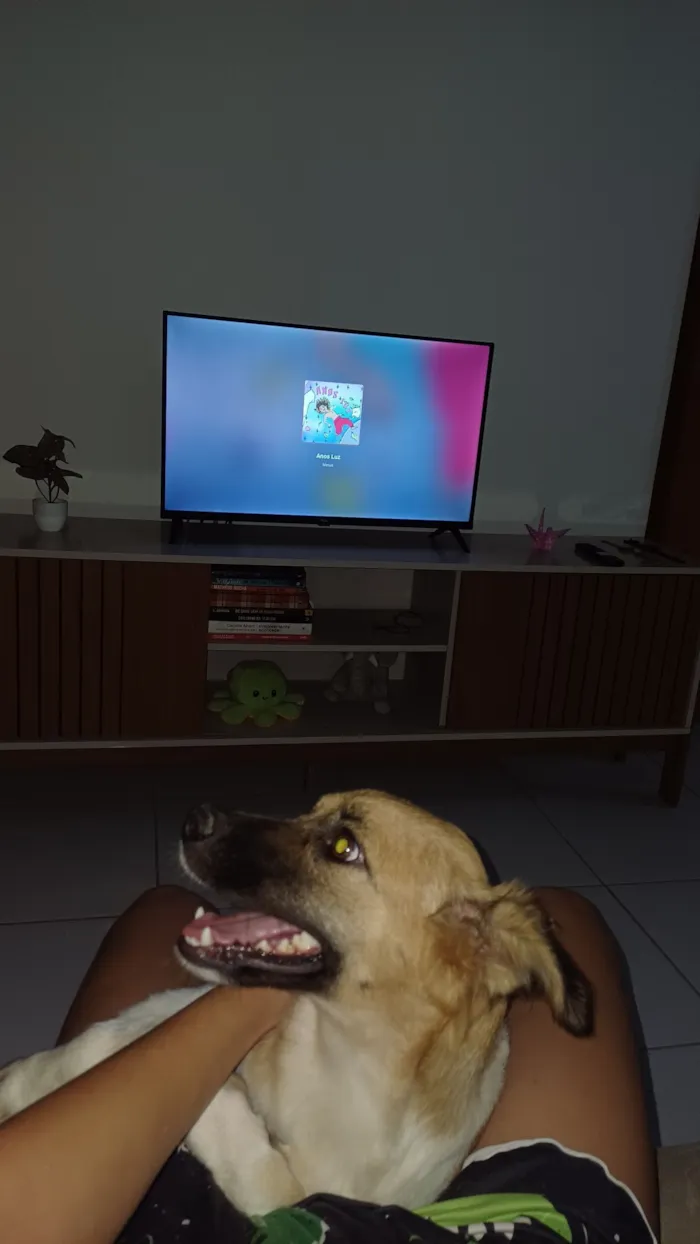 Cachorro raça SRD-ViraLata idade 1 ano nome Nalu