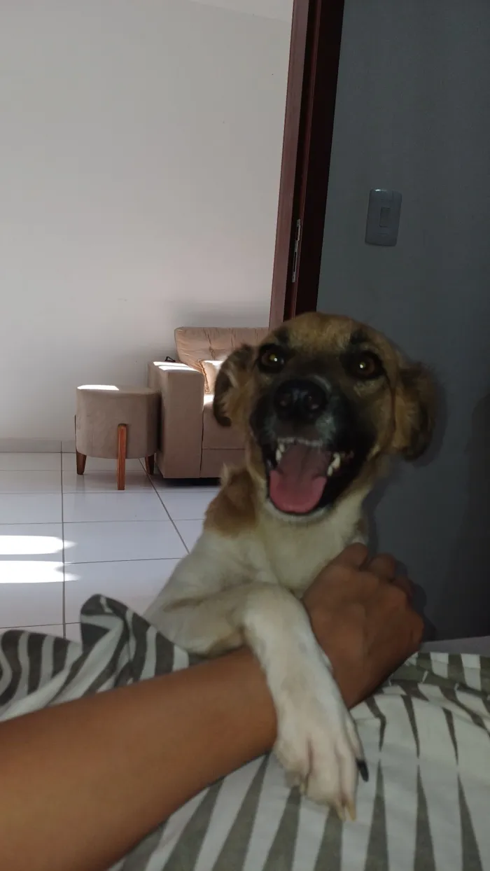 Cachorro raça SRD-ViraLata idade 1 ano nome Nalu
