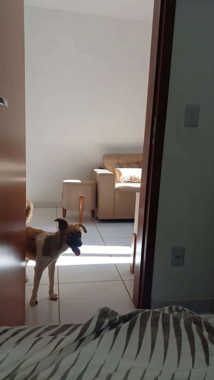 Cachorro raça SRD-ViraLata idade 1 ano nome Nalu