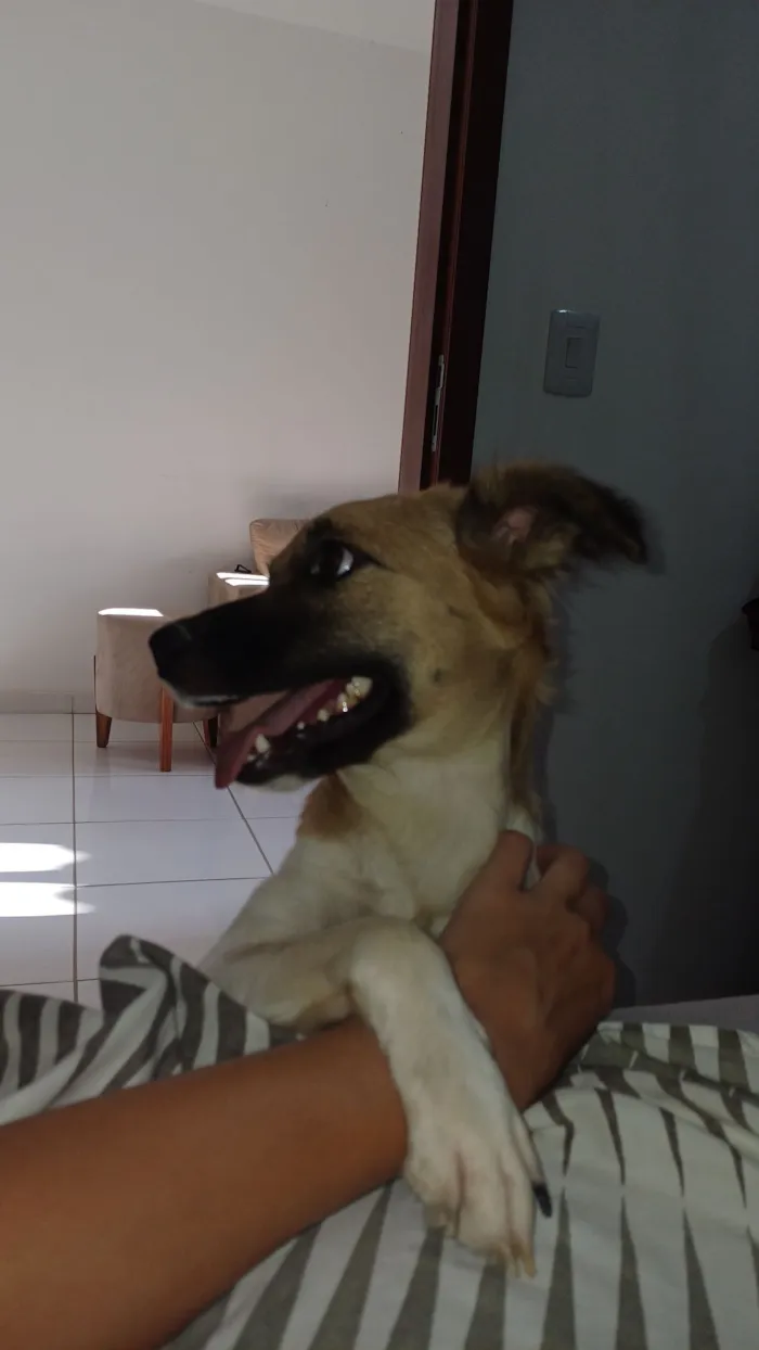 Cachorro raça SRD-ViraLata idade 1 ano nome Nalu