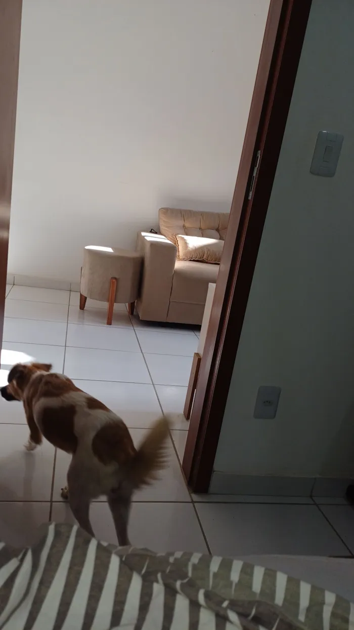 Cachorro raça SRD-ViraLata idade 1 ano nome Nalu
