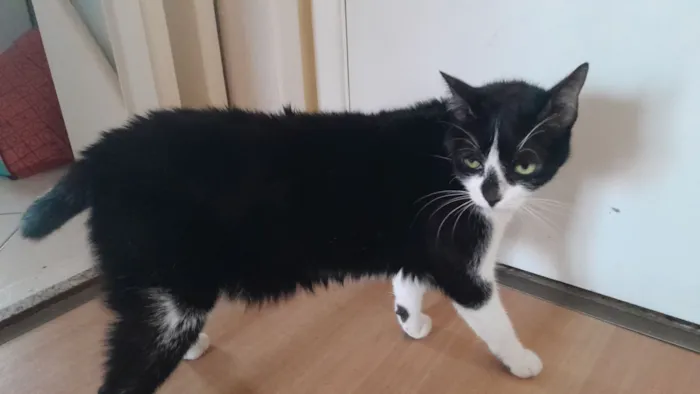 Gato raça SRD-ViraLata idade 3 anos nome Shiro