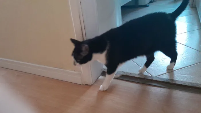 Gato raça SRD-ViraLata idade 3 anos nome Shiro