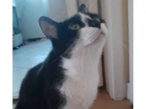 Gato raça SRD-ViraLata idade 3 anos nome Shiro