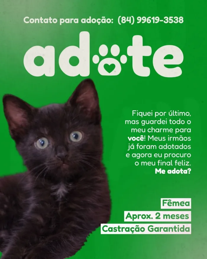 Gato raça SRD-ViraLata idade 2 a 6 meses nome Moana