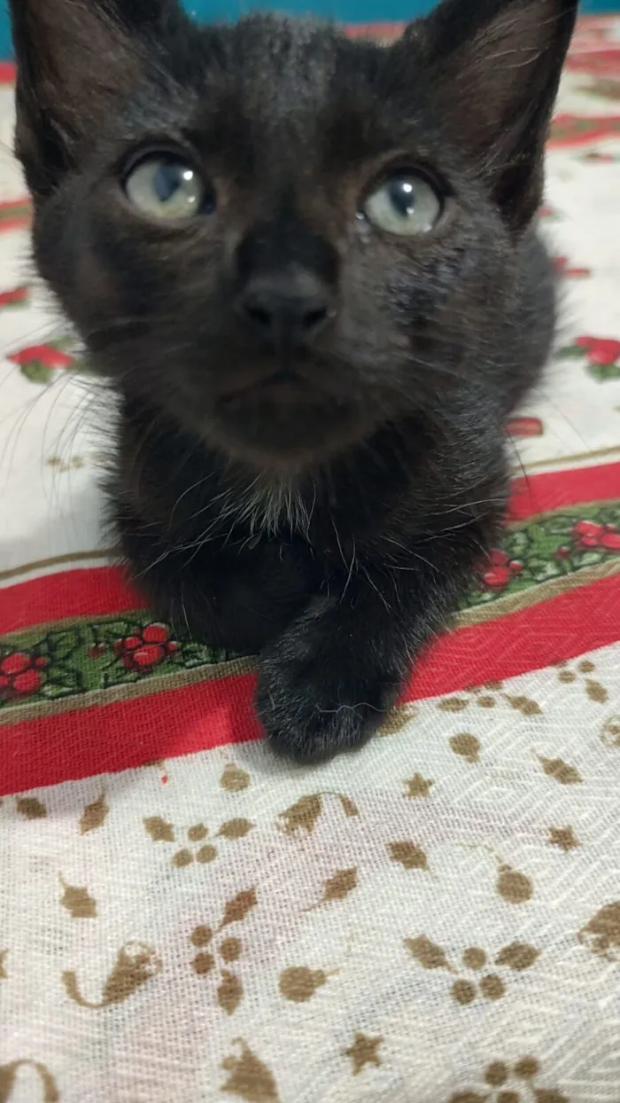 Gato raça SRD-ViraLata idade 2 a 6 meses nome Moana