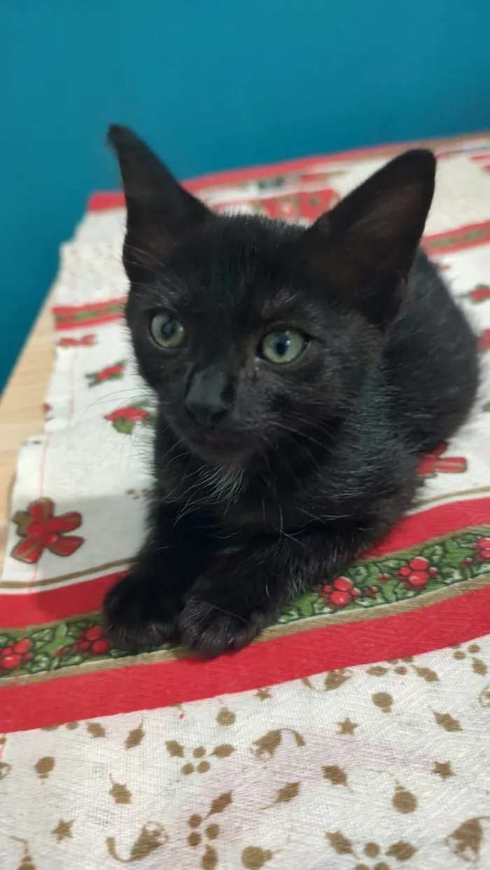 Gato raça SRD-ViraLata idade 2 a 6 meses nome Moana