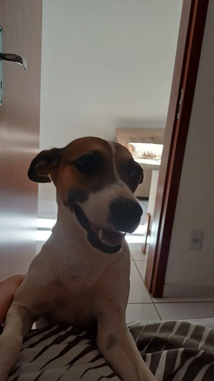 Cachorro raça SRD-ViraLata idade 3 anos nome Luna 