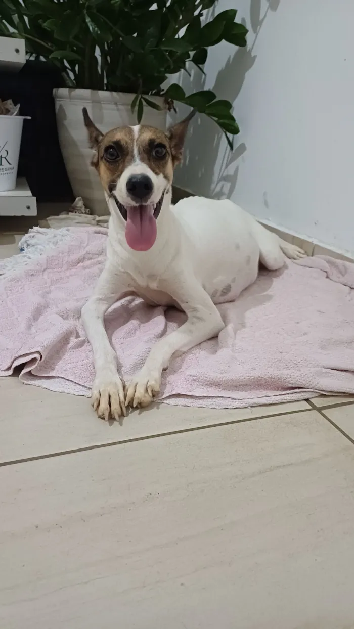 Cachorro raça SRD-ViraLata idade 3 anos nome Luna 