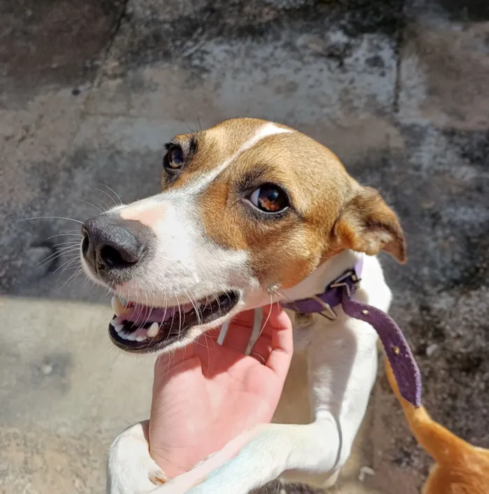 Cachorro raça SRD-ViraLata idade 3 anos nome Luna 